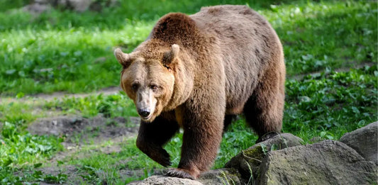 Uccisione dell’orsa F36: a febbraio 2026 la prima udienza. OIPA sarà parte civile