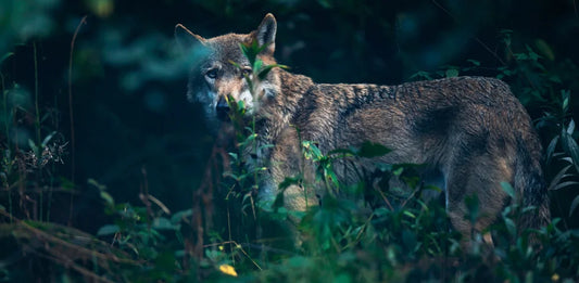 LUPO ABBATTUTO IN VAL VENOSTA, ASSOCIAZIONI: “DECISIONE CONTRO IL DIRITTO EUROPEO E LA SCIENZA”