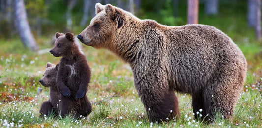 Romania, orsa uccisa dopo l’aggressione a un motociclista italiano. OIPA: “Prevenire e reprimere comportamenti umani incauti”