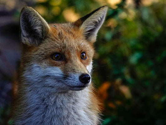 Le cifre mostrano l’entità del massacro causato dalla caccia alla volpe nelle campagne