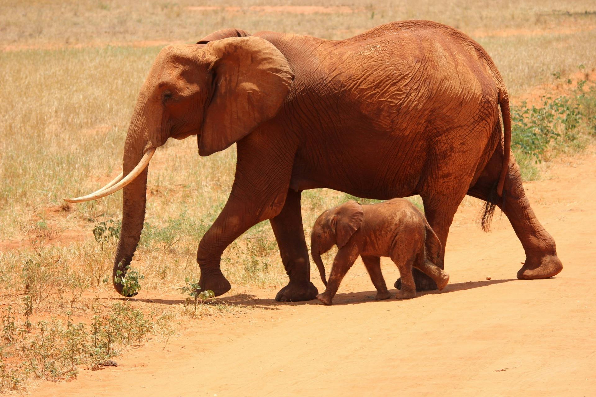Elefante
