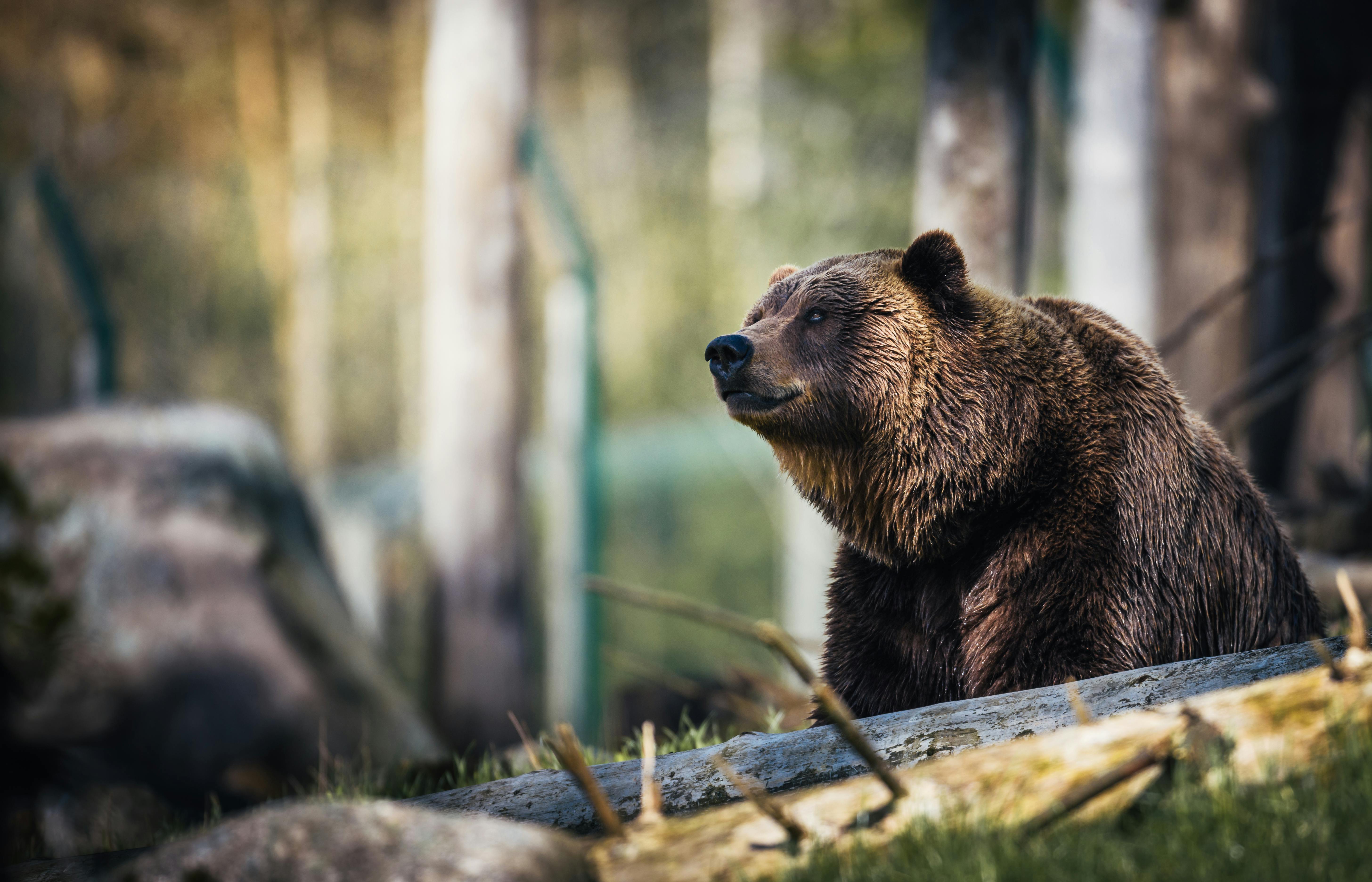 Orso